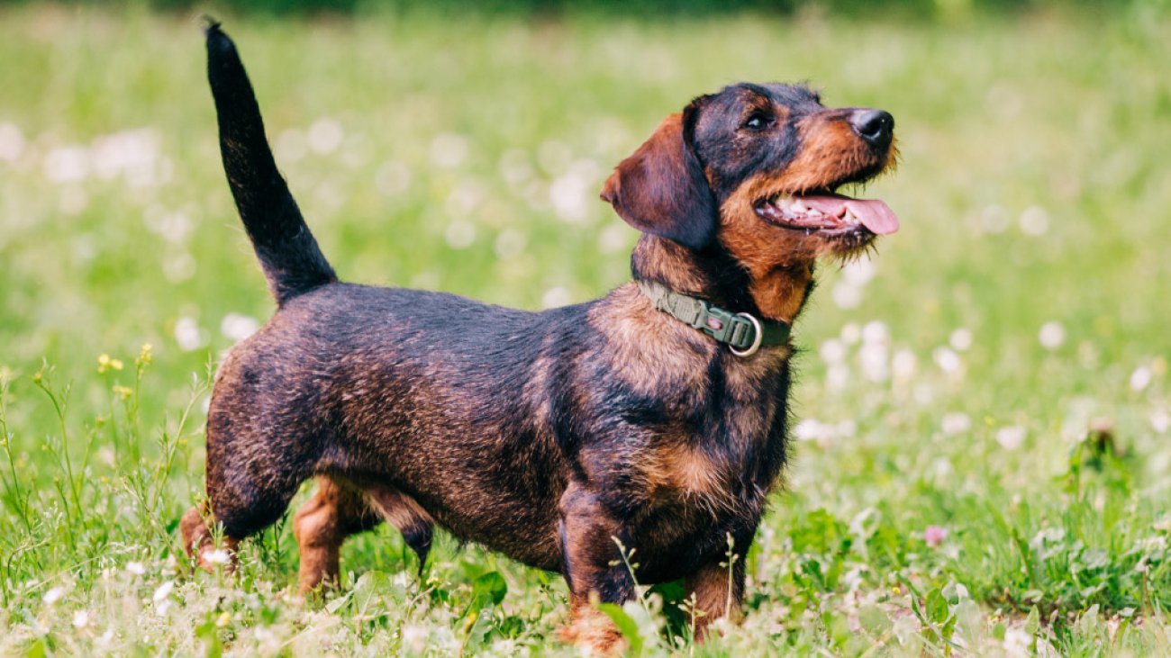 A Sausage Dog Spectacle as Southwold Hosts Annual Dachshund Gathering