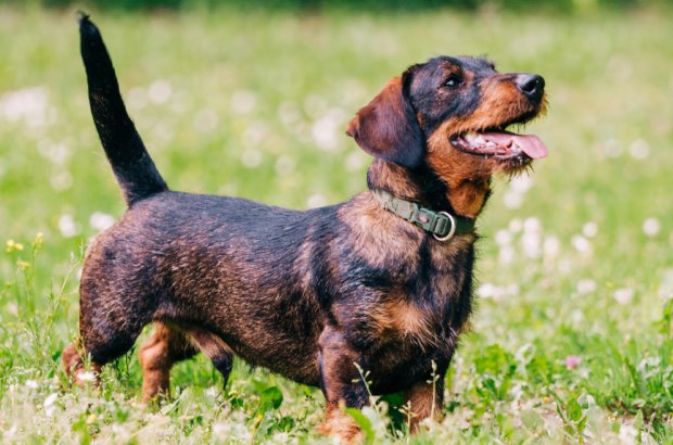 A Sausage Dog Spectacle as Southwold Hosts Annual Dachshund Gathering