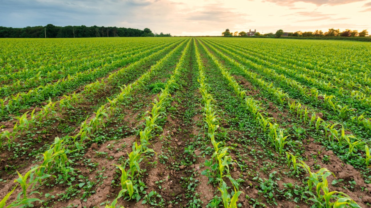 England Faces Devastating Harvest as Climate Change Blamed for Poor Crop Yields