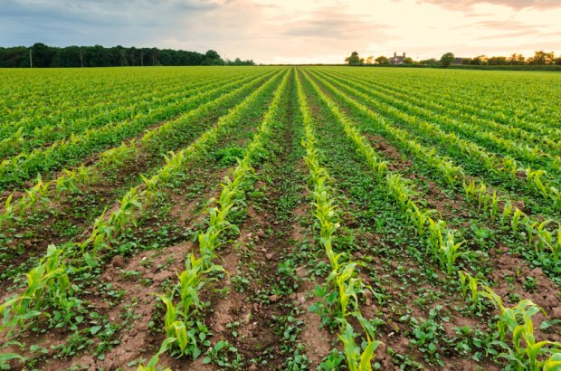 England Faces Devastating Harvest as Climate Change Blamed for Poor Crop Yields