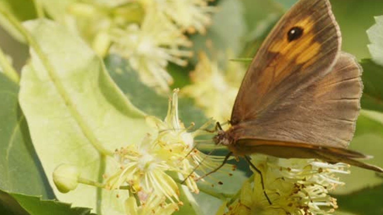 New Butterfly Species Spotted in Scotland as the Gatekeeper’s Arrival Signals Climate Change Impact