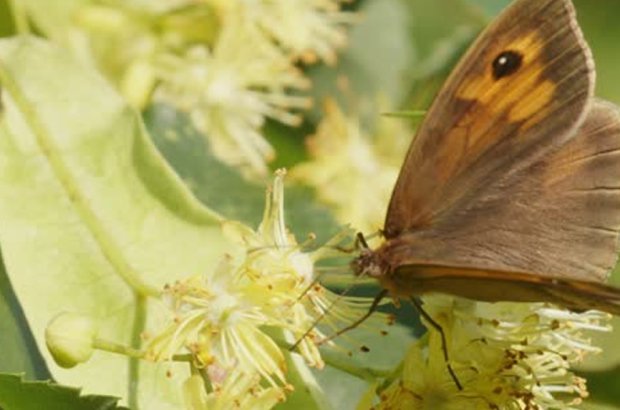 New Butterfly Species Spotted in Scotland as the Gatekeeper’s Arrival Signals Climate Change Impact