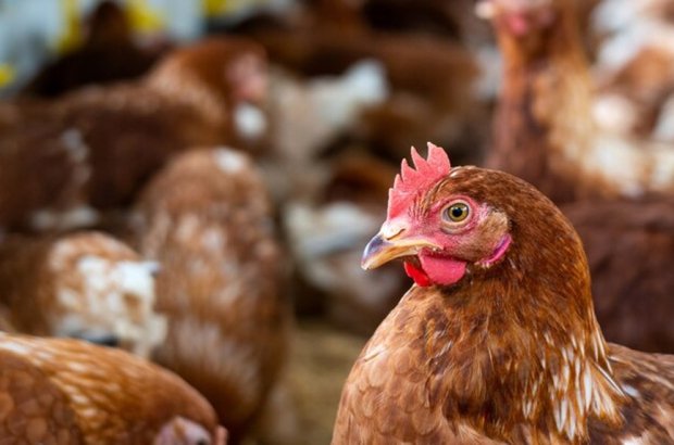 Intensive Poultry Farms Continue to Pollute Wye and Severn Rivers, Campaigners Warn