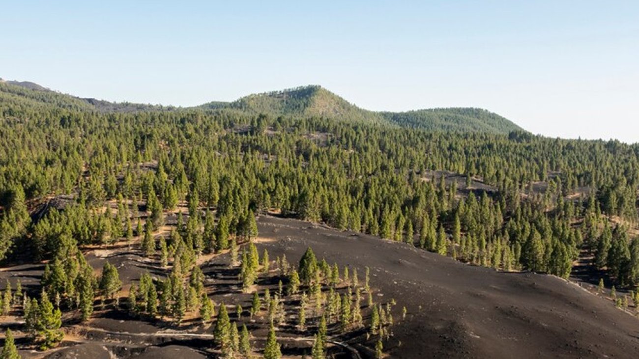 EU's Deforestation Law Delay Sparks Concerns Over Backsliding on Climate and Nature Protection