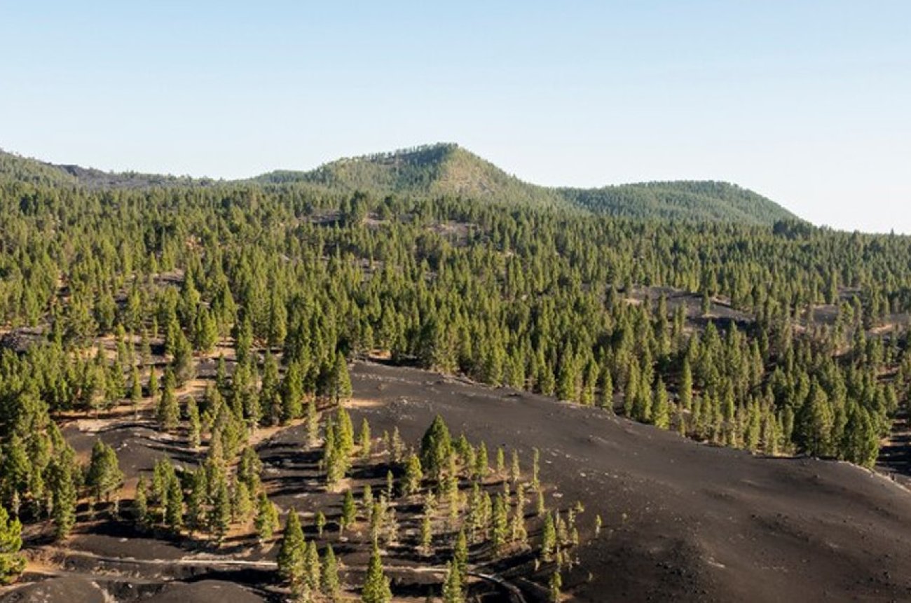 EU's Deforestation Law Delay Sparks Concerns Over Backsliding on Climate and Nature Protection