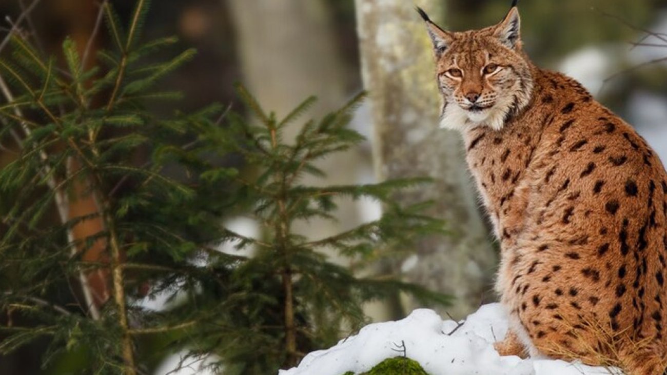 Two lynx in Cairngorms National Park after illegal release