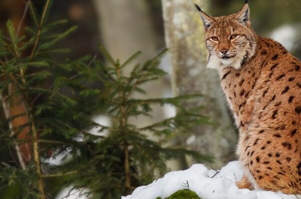 Two lynx in Cairngorms National Park after illegal release