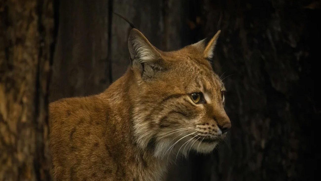 Two Eurasian lynx captured after illegal release in Scotland