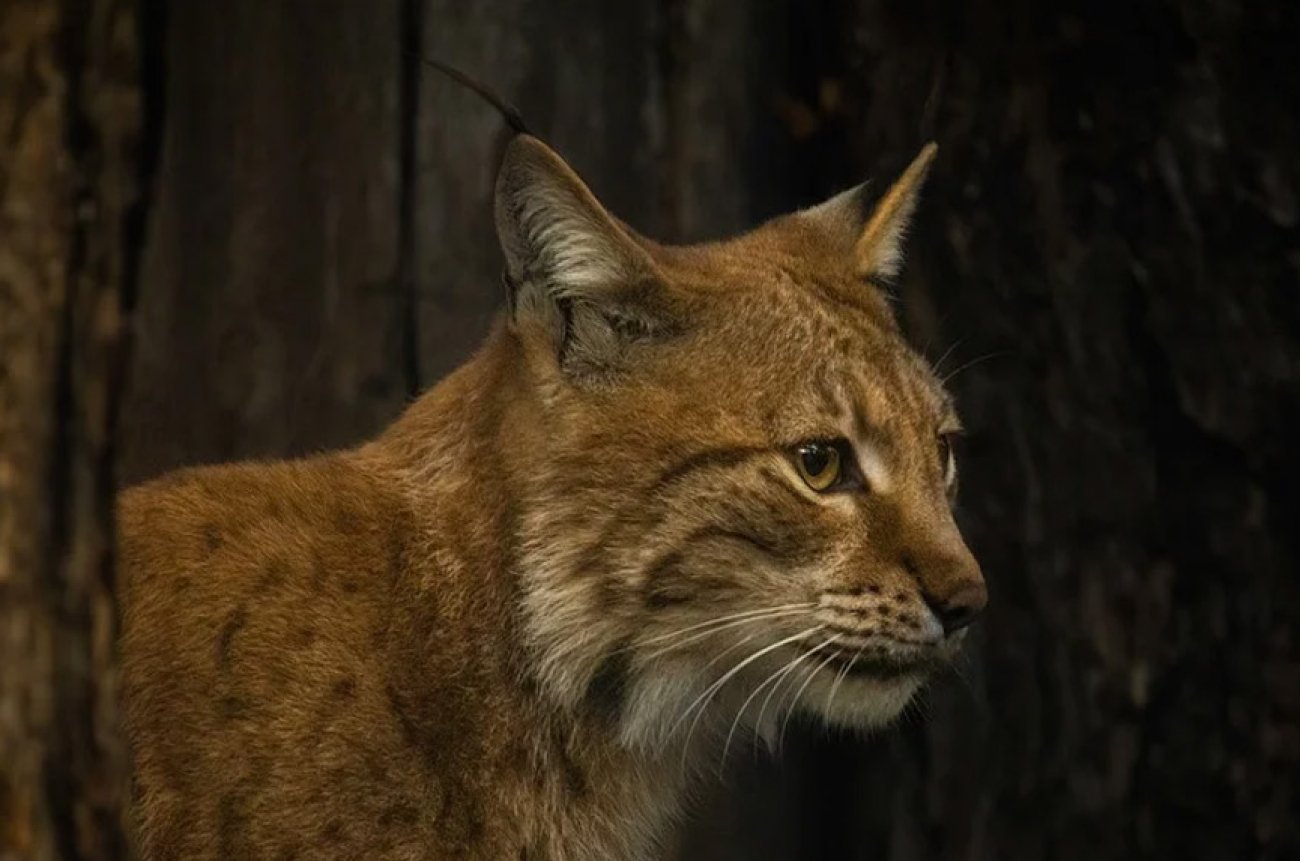 Two Eurasian lynx captured after illegal release in Scotland