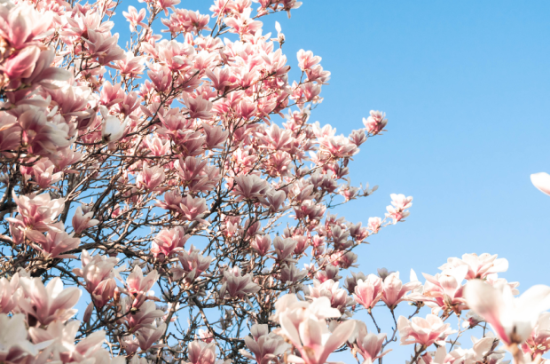 Spring blossoms under blue sky
