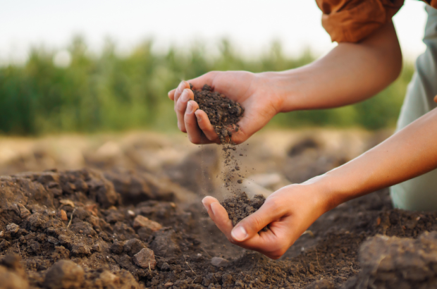 Healthy soil with green crops