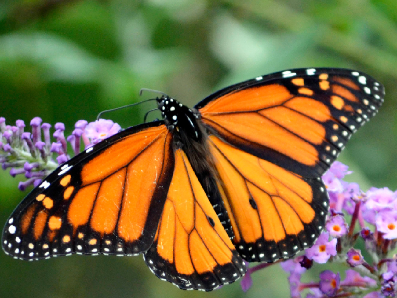 Early butterfly emergence