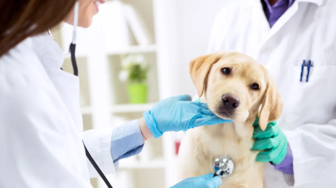 Frustrated pet owner complaining