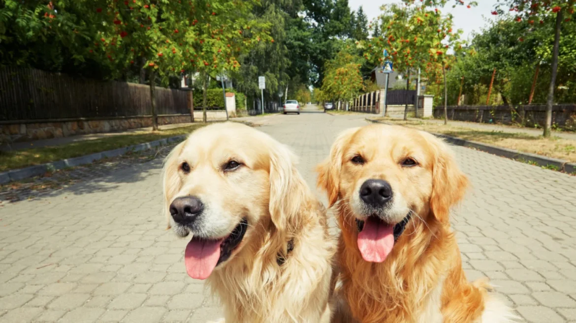 Imported dog health concerns