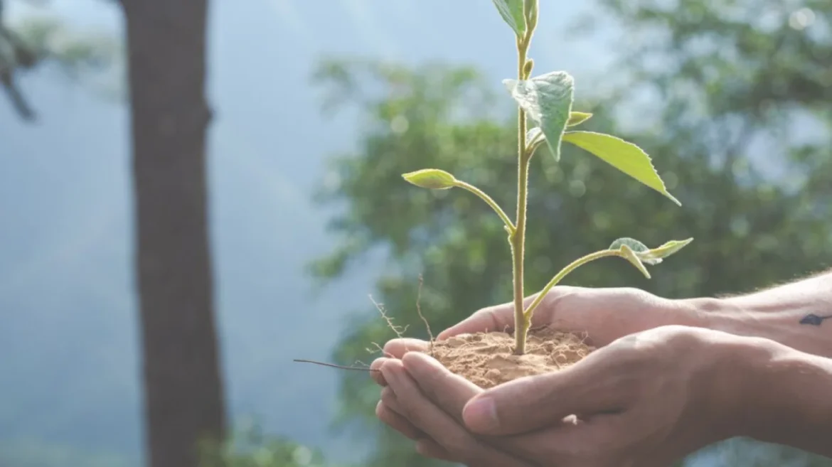 Nurturing young plant