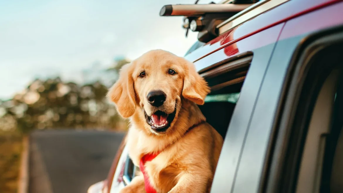 Pet travel inspection