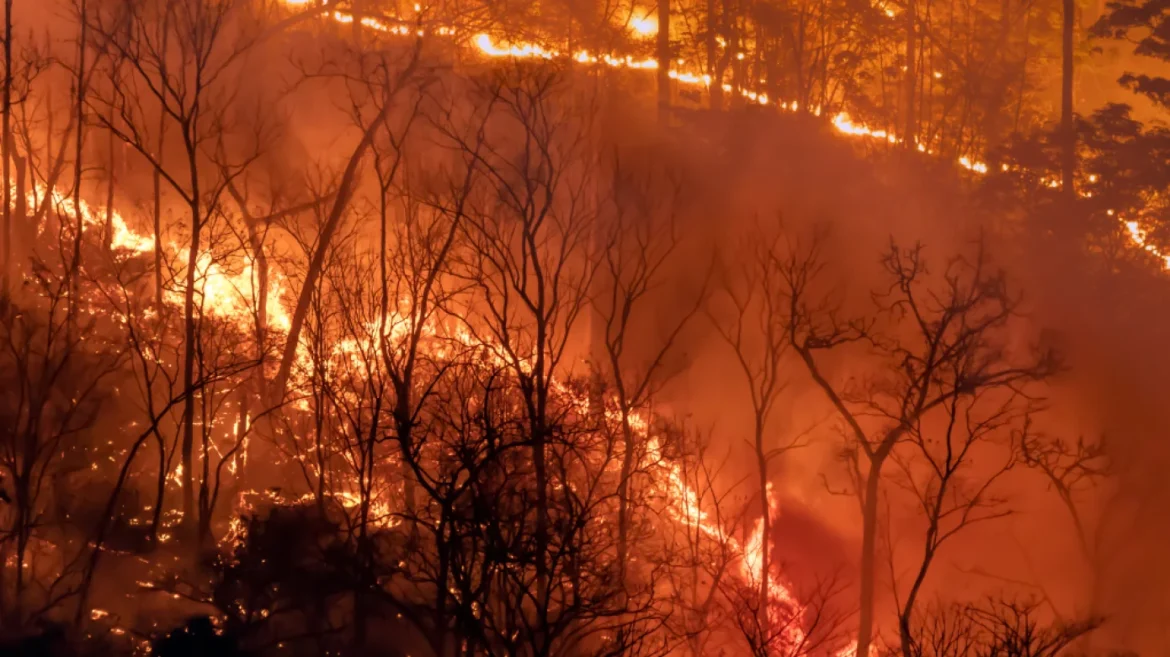 Forest fire, burning trees